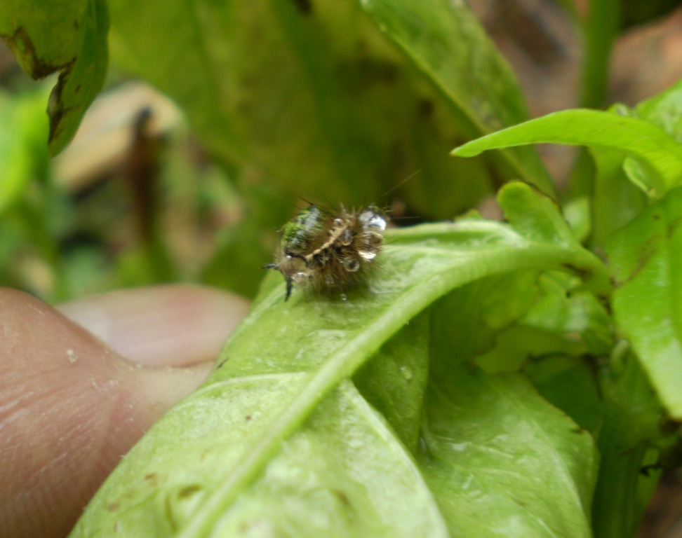 Ichneumonidae (Anomaloninae) ed exuvia (muta) di lepidottero